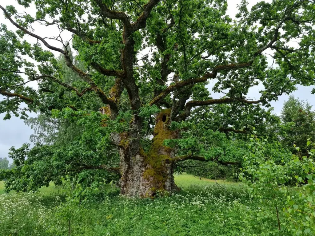 Grīdnieku ozols, 2023. gada jūnijs
