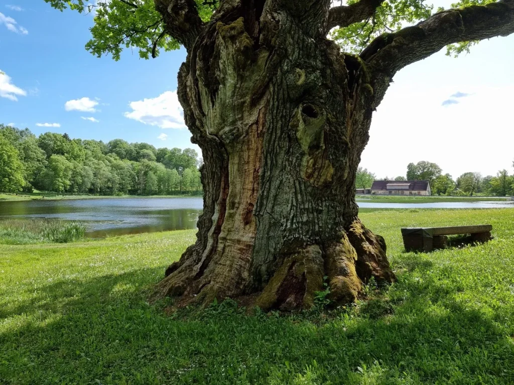 Jaunpils ozols, 2023. gada maijs