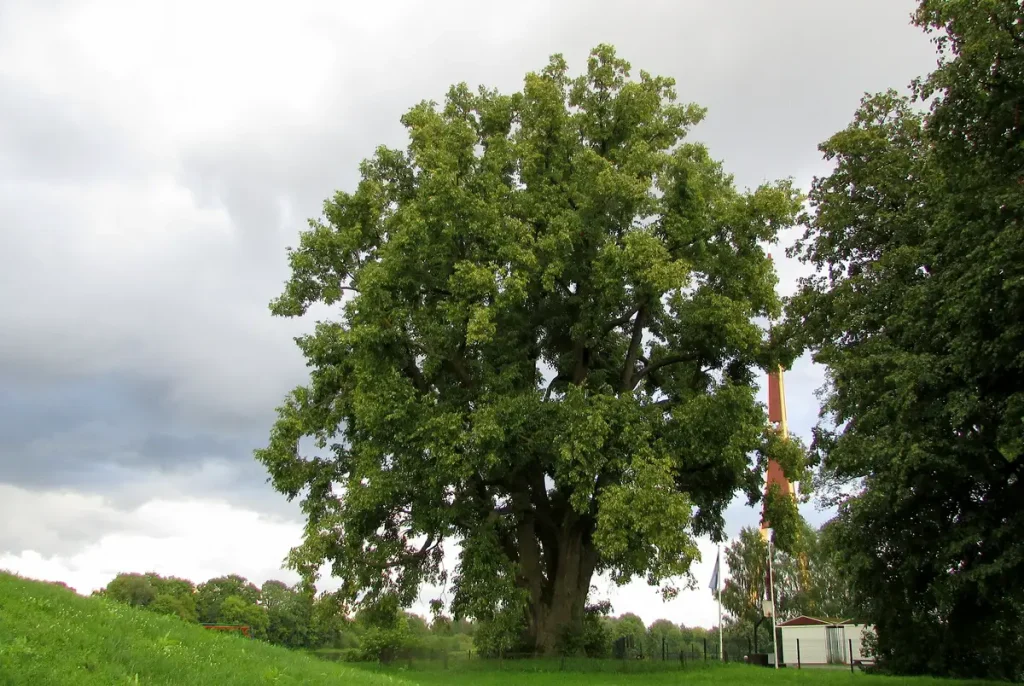 Lucavsalas liepa, 2016. gada augusts