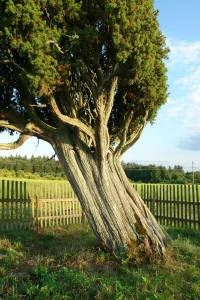 Rietekļa paegļa stumbrs. 2007. gada augusts.