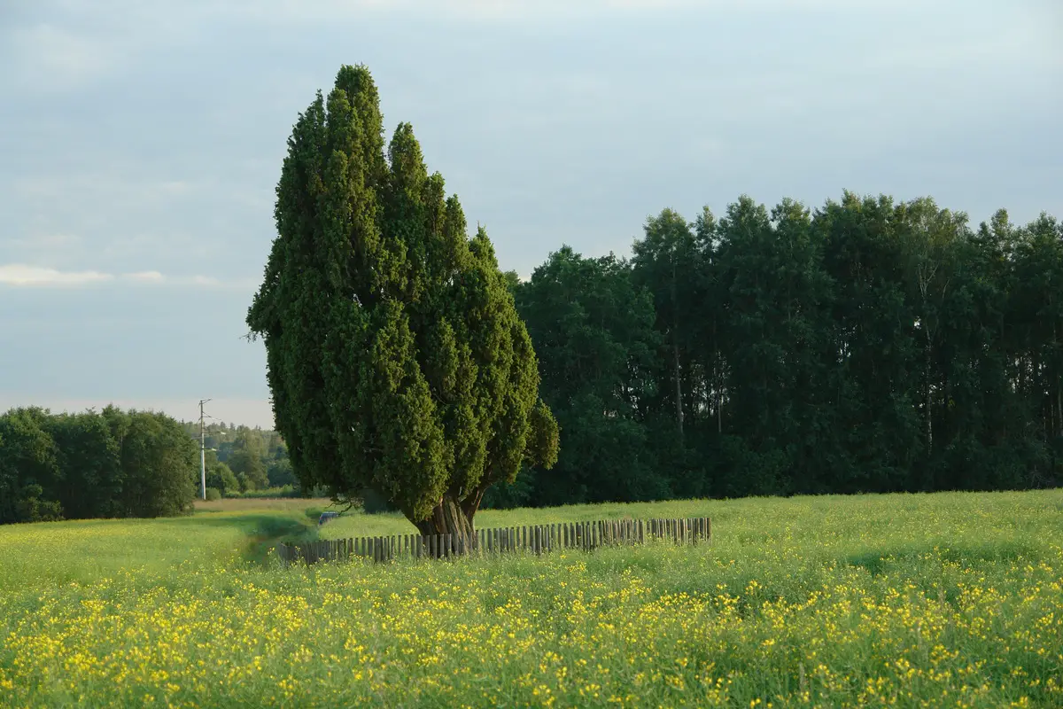 Rietekļa paeglis, 2007. gada augusts