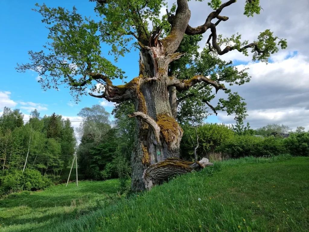 Vilciņu ozols, 2023. gada maijs