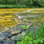 Amatas krāces pie Kalna Smīdēm, augšējā kāple. 2024. gada jūnijs.