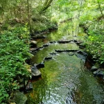 Krievupes krācīte. 2024. gada jūnijs.