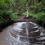 Pitragupes otrais ūdenskritumiņš. 2024. gada jūlijs.