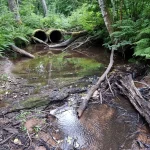 Pitragupes pirmais ūdenskritumiņš. 2024. gada jūlijs.