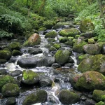 Akmeņupītes krāces. 2002. gada jūnijs.