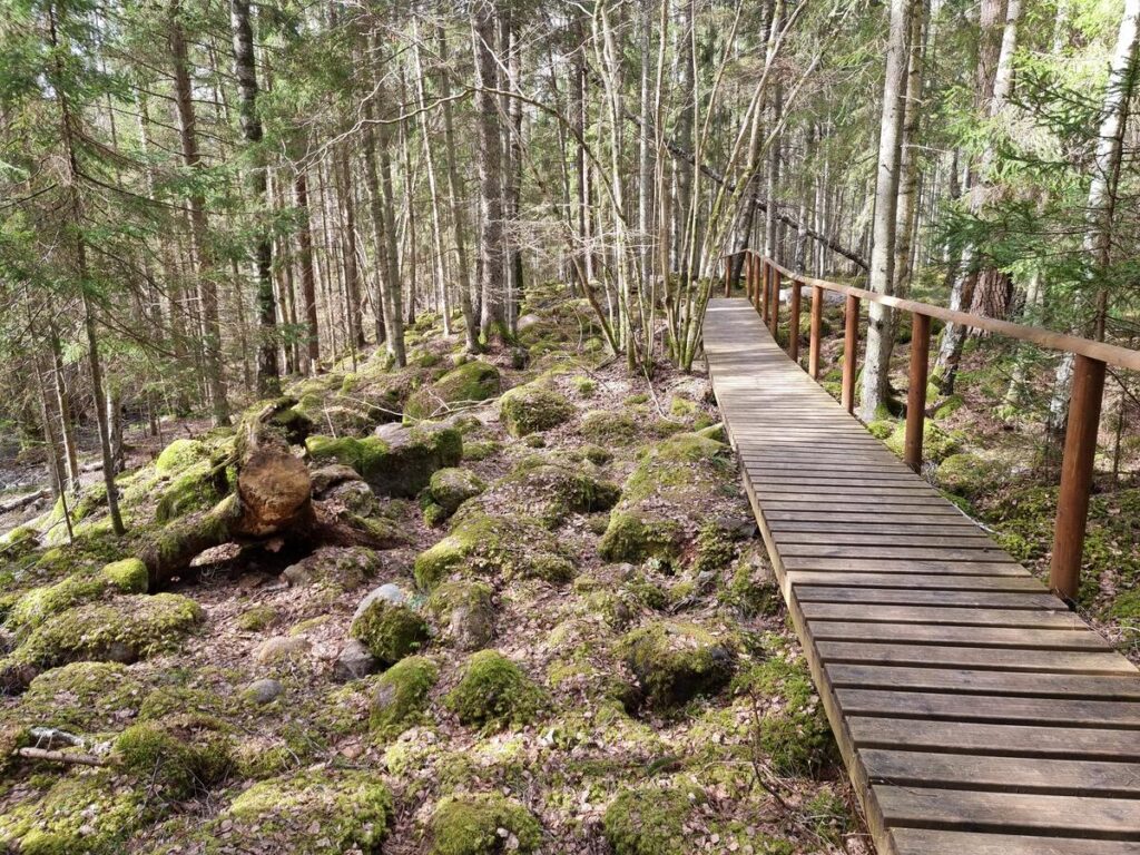 Kārdūžkalva. 2025. gada aprīlis.