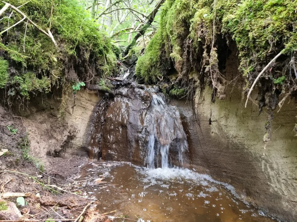Ūdenskritumiņš Braslavas labā krasta pietekā. 2025. gada jūnijs.