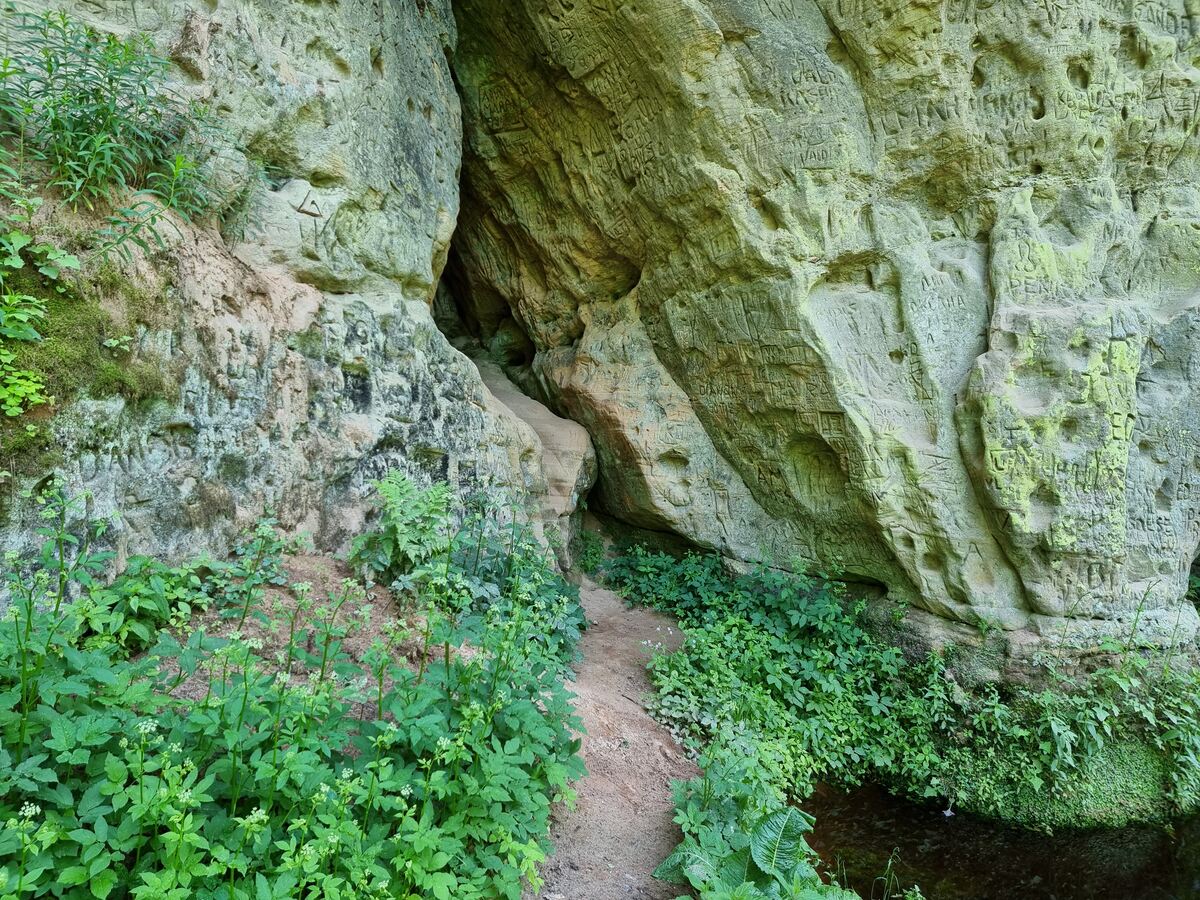 Lojas plaisala Andreja klintī. 2025. gada jūnijs.