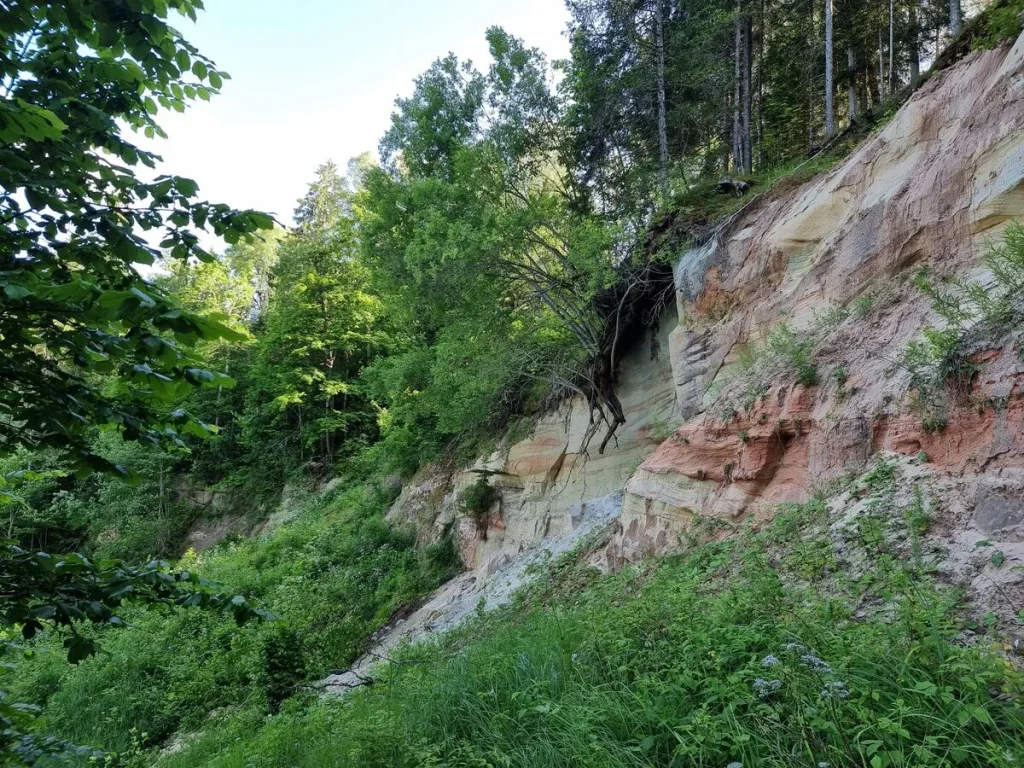 Galmicu klintis - dižākās klintis Abavas krastos. 2025. gada jūnijs.