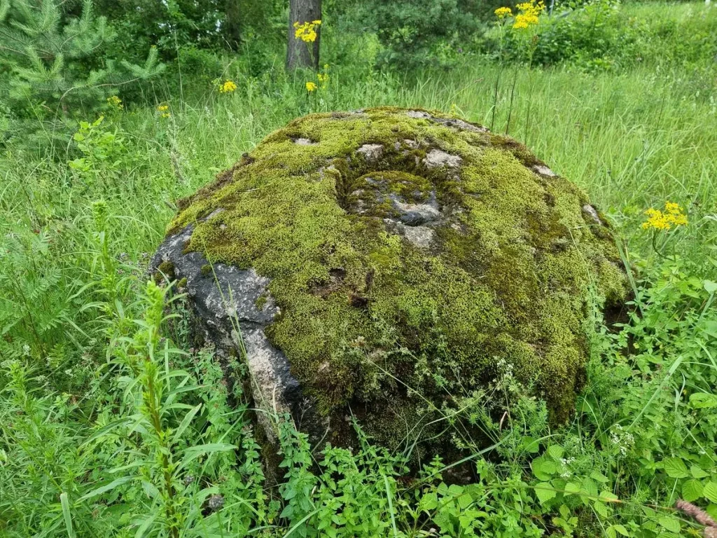 Bērzu bļodakmens. 2025. gada jūlijs.