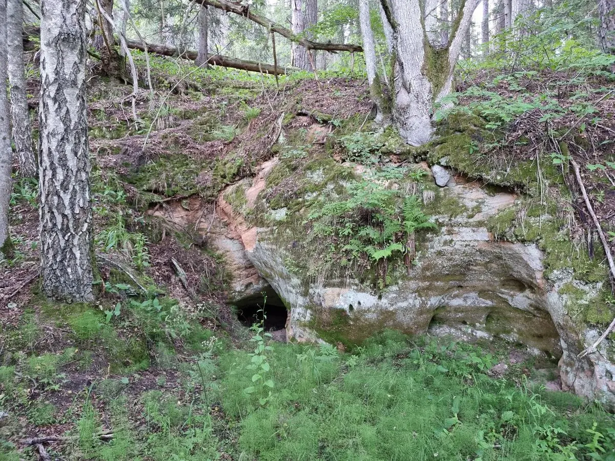 Zīļu ala. 2025. gada jūnijs.