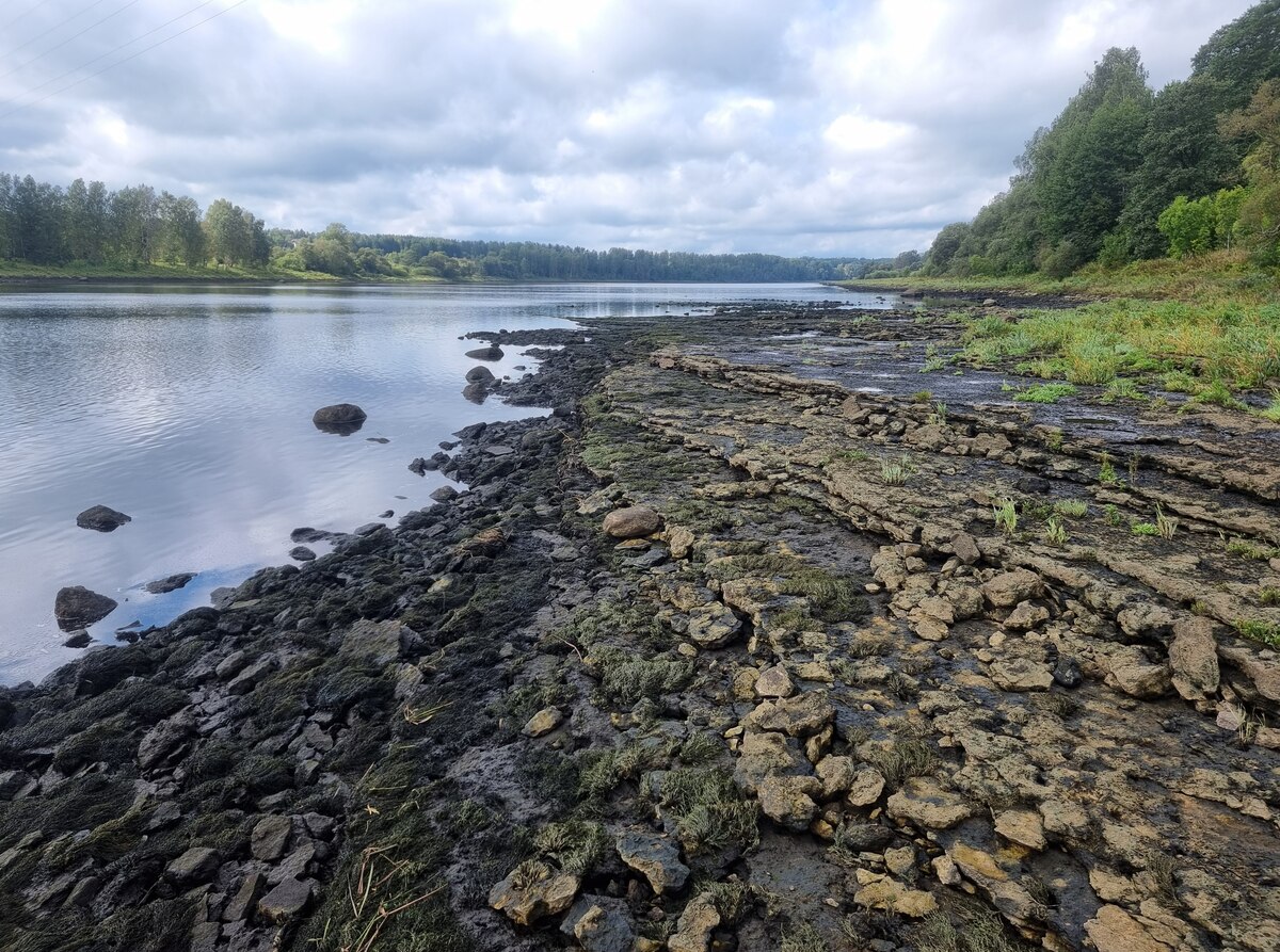 Cepļa dolomīta atsegums, klintis Daugavas krastā. 2025. gada septembris.