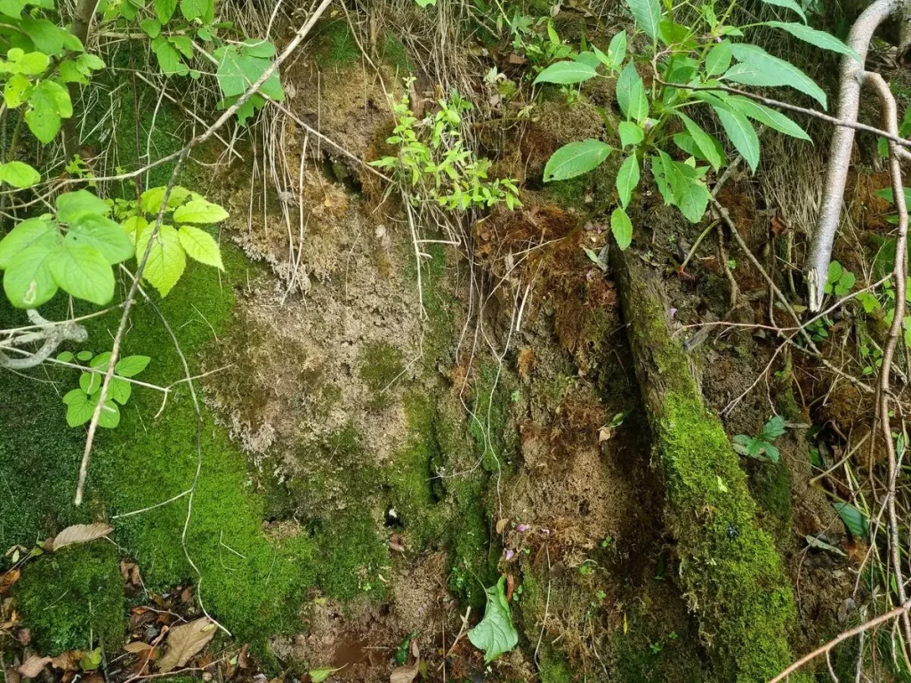 Jaunzemju avota staburags. 2025. gada septembris.