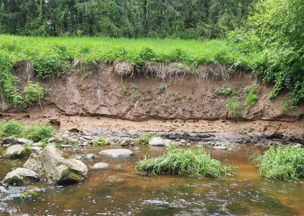 Vidējais Loša atsegums. Upes līmenī ir redzams ar juras laikmeta organiku bagāts aleirolītu slānis. 2025. gada maijs.