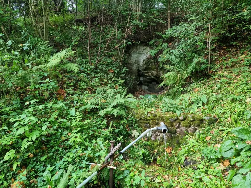 Mergupes Liepavotu avots, fonā - smilšakmens atsegums. 2025. gada septembris.