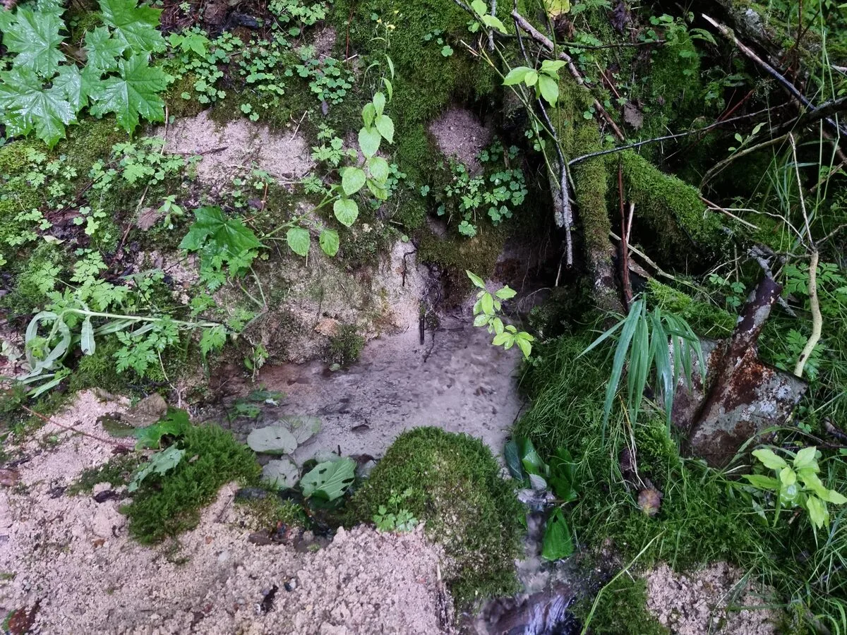 Sproģu avots. 2025. gada jūlijs.