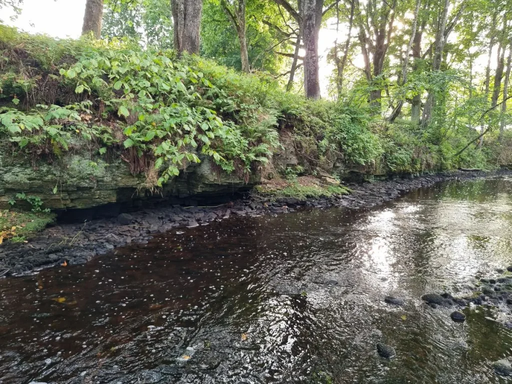 Mālpils Mazās muižas atsegums. 2025. gada septembris.