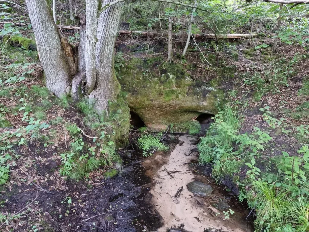 Zīļu avotala. 2025. gada jūnijs.