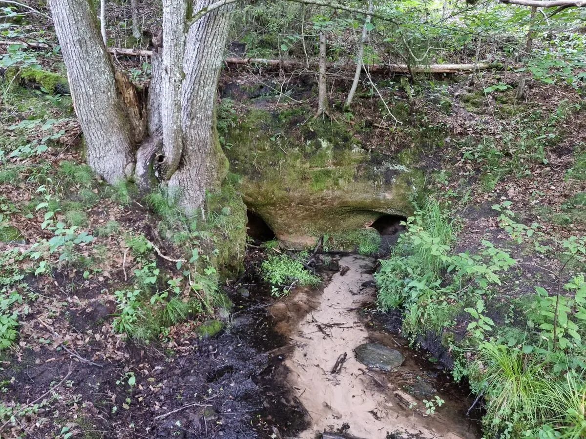 Zīļu avotala. 2025. gada jūnijs.