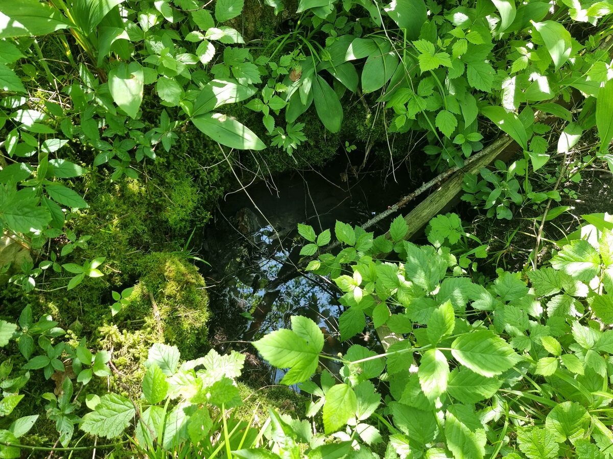 Bertrāma sēravots. 2025. gada jūnijs.