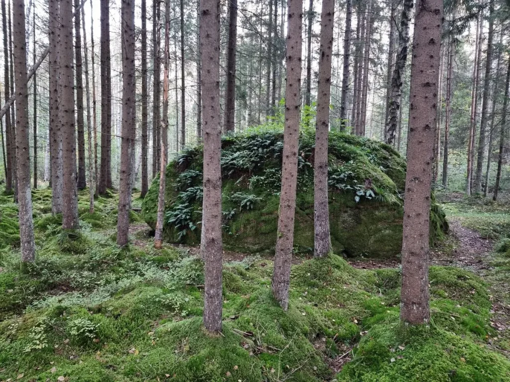 Muižuļu dižakmens. 2025. gada oktobris.