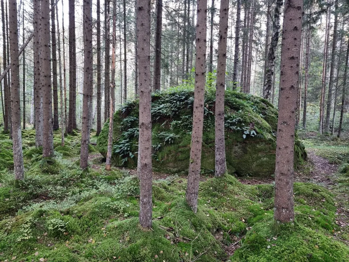 Muižuļu dižakmens. 2025. gada oktobris.