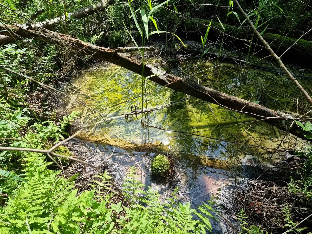 Sēravots austrumos no  Bertrāma avota. 2025. gada jūnijs.