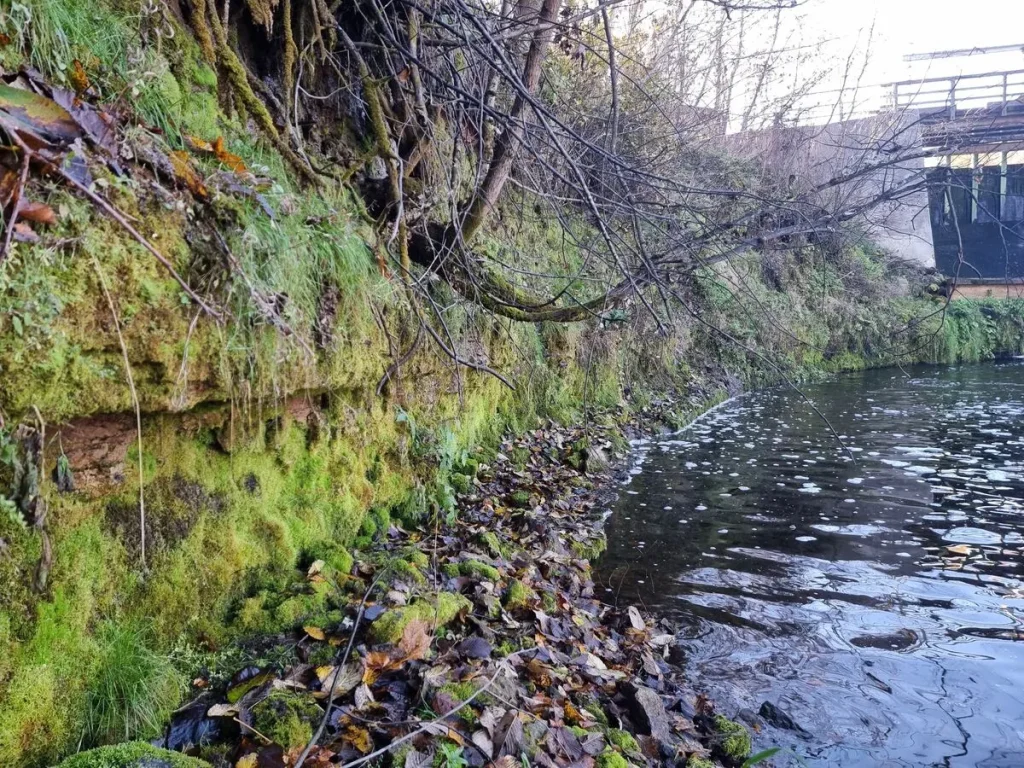 Grūbes dolomīta atsegums. 2024. gada oktobris.