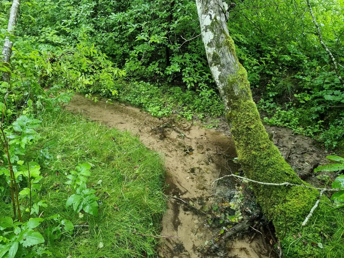 Rītiņu avotu veidotais strauts. 2025. gada jūlijs.