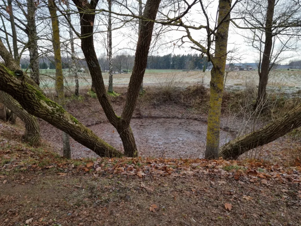 Šķūņa kritene. 2025. gada novembris.