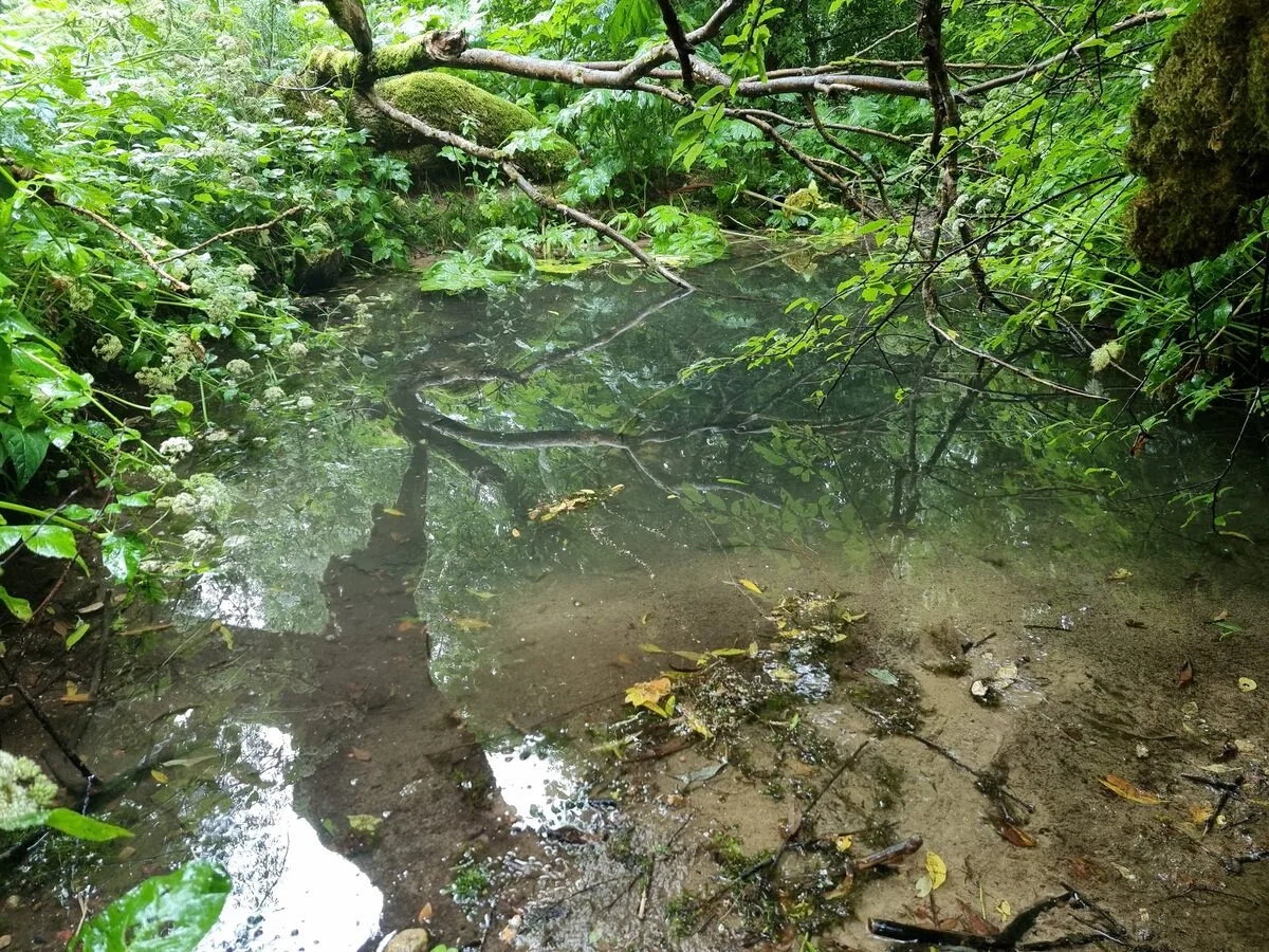 Vagaru avota veidotais dīķītis. 2025. gada jūlijs.