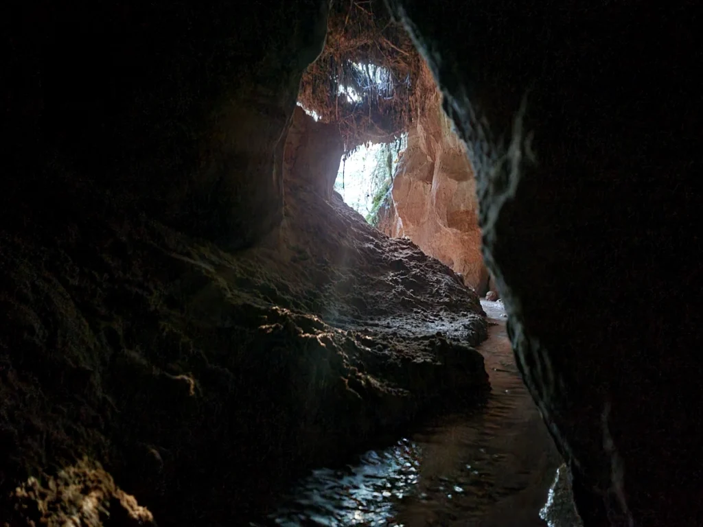 Mežciemu ala. 2025. gada novembris.