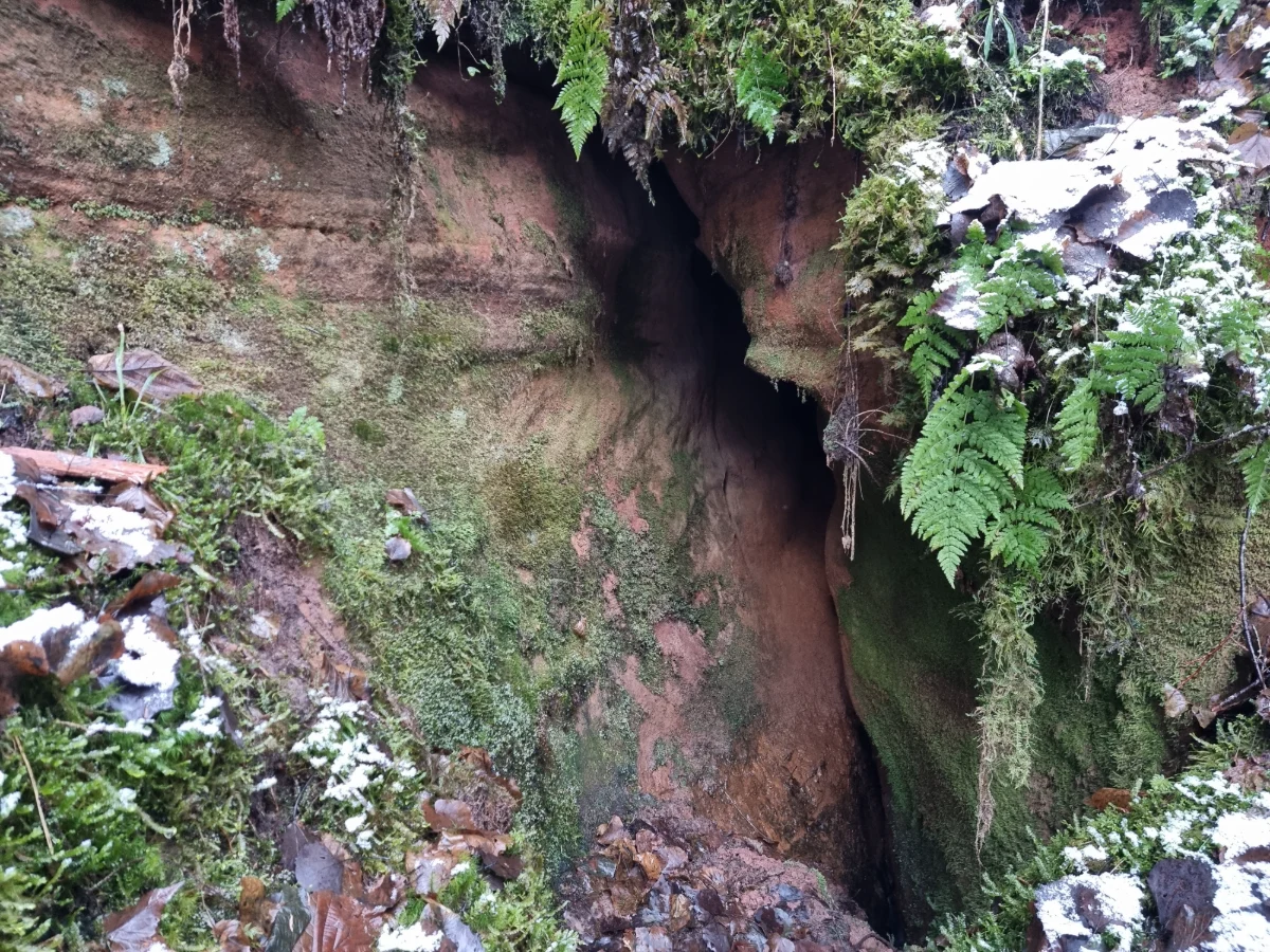 Vidējā Jaunapsīšu ala. 2025. gada novembris.