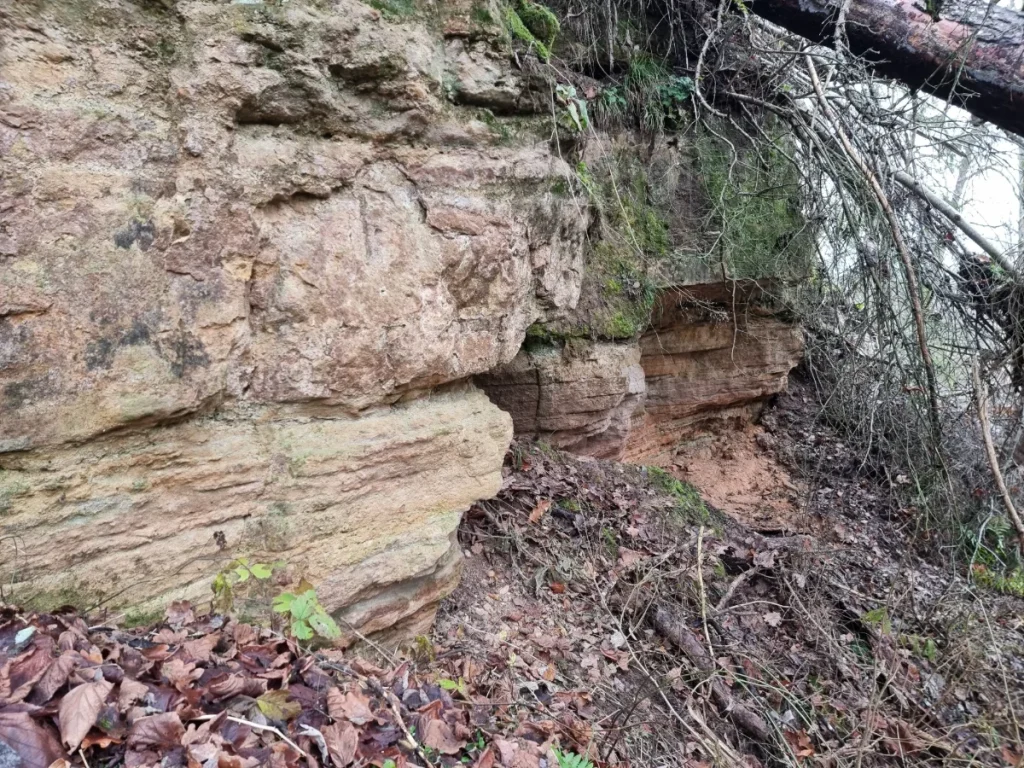 Vilces lielais atsegums. 2025. gada decembris.